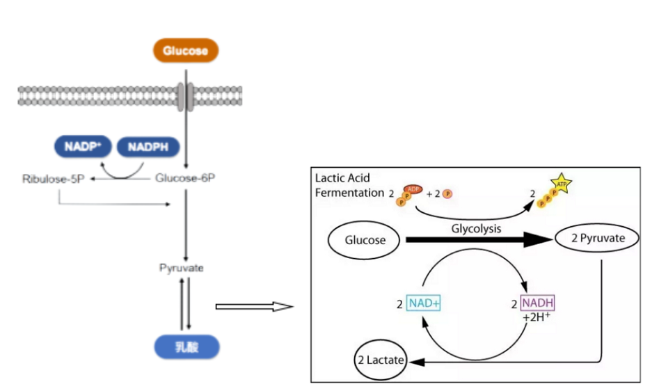 糖代谢通路小课堂之糖酵解篇_北京普利莱基因技术有限公司