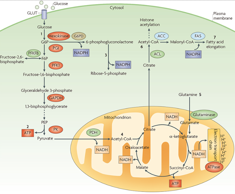 糖代谢通路小课堂之糖酵解篇_北京普利莱基因技术有限公司